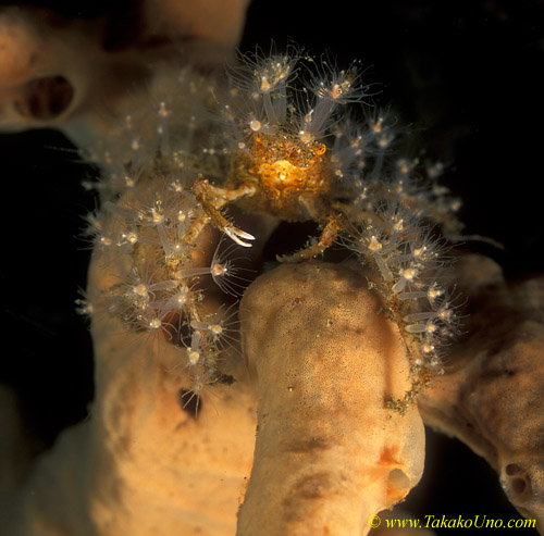 Hyroid covered Unidentified Majidae 01