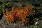 Ambon Scorpionfish 01