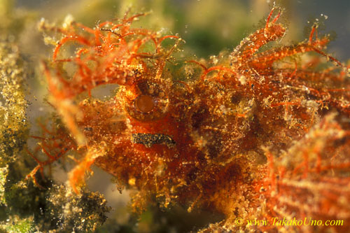 Ambon Scorpionfish 02