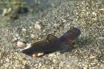 Yellow Shrimp Goby 01 dark morph