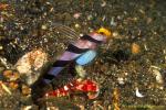 Nezirinbou Shrimp Goby 01 & shrimp