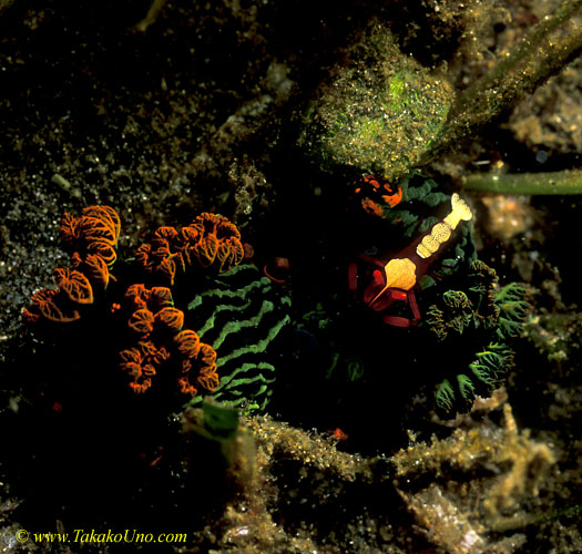 Nudibranch 05 Nembrotha & Emperor Shrimp