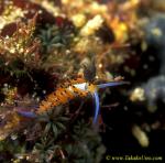 Nudibranch 01