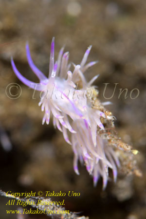 Flabellina rubrolineata Nudi 48tc 8623