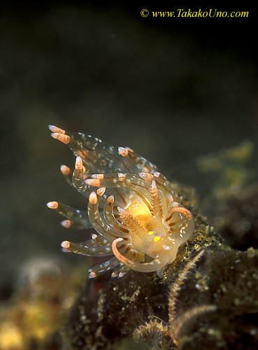 Nudibranch 08 Phyllodesmium