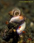 Nudibranch 09 laying eggs 15mm