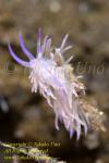 Flabellina rubrolineata Nudi 48tc 8623