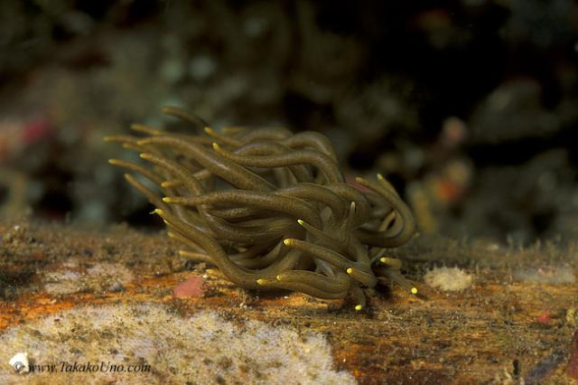 Nudibranch 12a Phyllodesmium