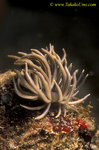 Nudibranch 12b Phyllodesmium