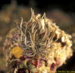 Nudibranch 12c Phyllodesmium