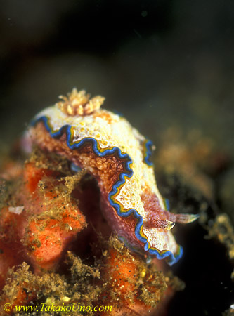 Nudibranch 14