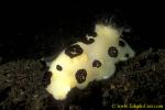 Nudibranch 16 panda