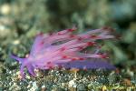 Flabellina rubrolineata 02 30mm dw