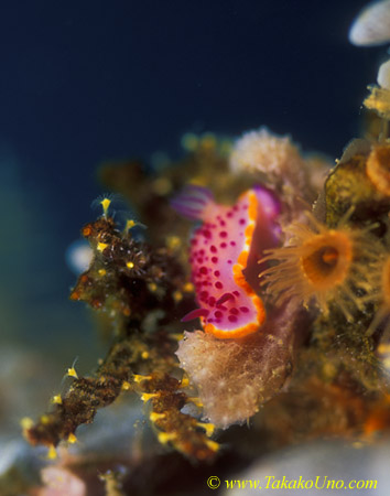 Nudibranch 17