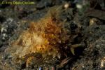 Sea Hare 02b