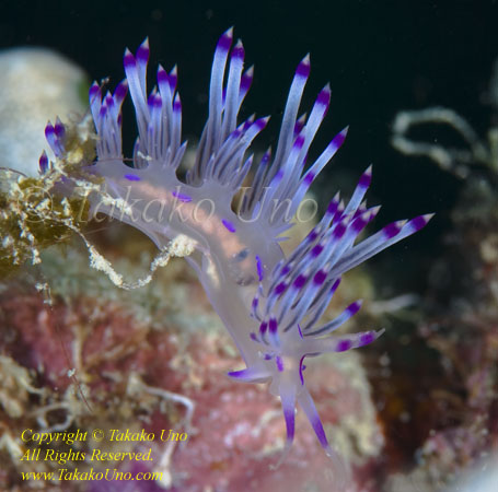 Flabellina rubrolineata Nudi 08tc 0471