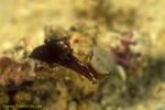 Sea Hare 01