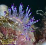Flabellina rubrolineata Nudi 08tc 0471