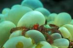 Orangutan Crab on bubble coral 01