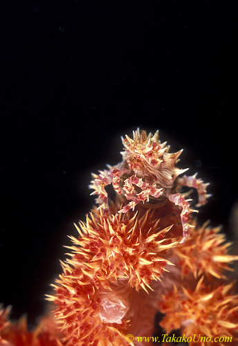 Soft Coral Crab 01