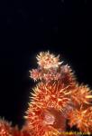 Soft Coral Crab 02