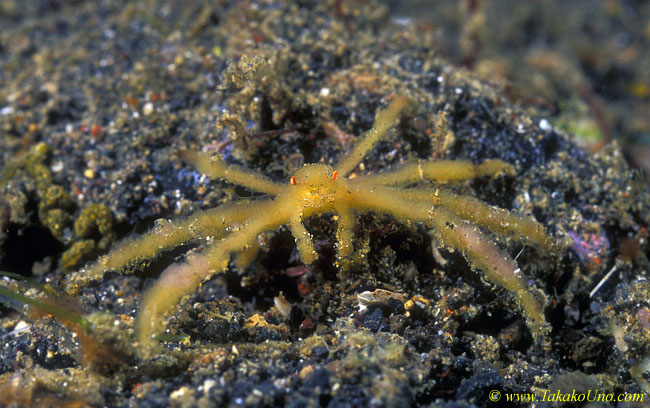 Sponge covered Decorated Crab 01