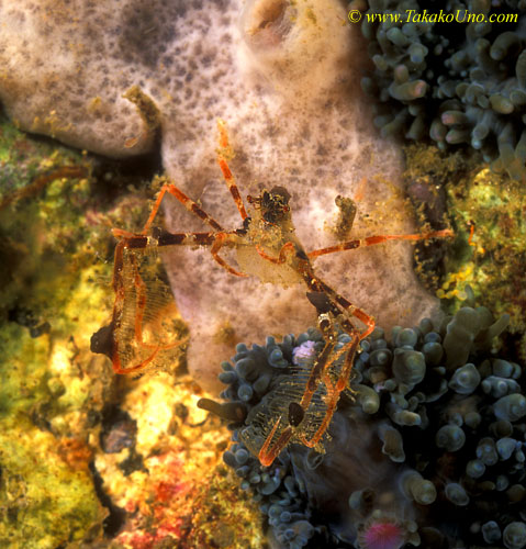 Spider Crab 03 with eggs