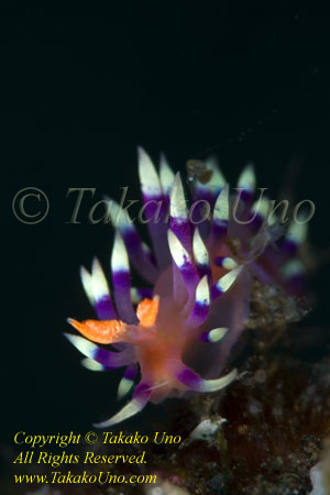 Flabellina exoptata Nudi 03tc