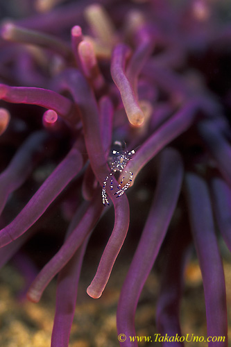 Shrimp & Host Anemone 01