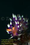 Flabellina exoptata Nudi 03tc