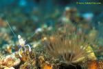 Shrimp & Tube Anemone 01