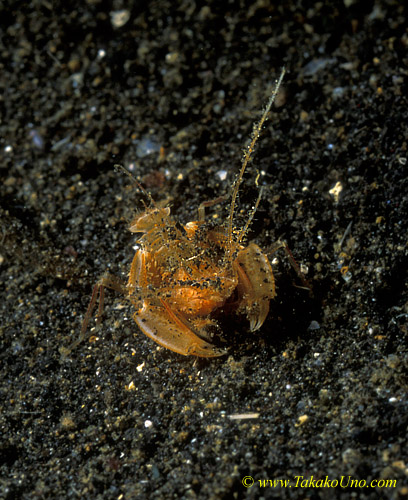 Scorpion Shrimp 01 unidentified