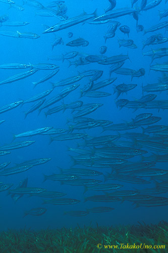 Pike Barracudas juv