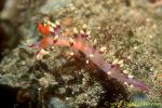 Flabellina exopatata 01 30mm