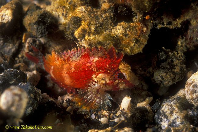 Shortfin Waspfish 01 juv