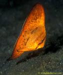 Round Batfish 01 juv