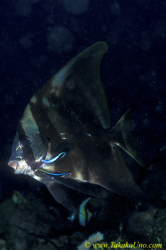 Round Batfish 02 cleaning by Clearners