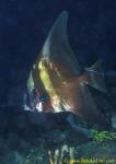 Round Batfish 03 cleaning by Clearners