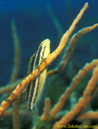 Sabre Tooth Blenny 02