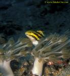 Sabre Tooth Blenny 01