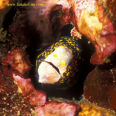 Snowflake Moray 01