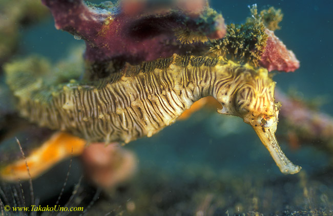 Seahorse 03 unidentified