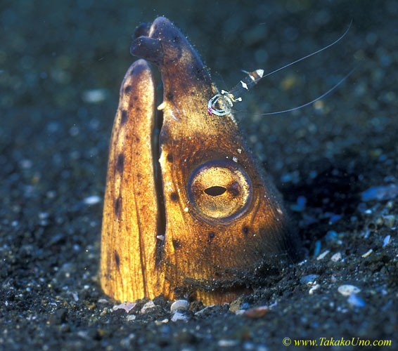 Shrimp on Snake Eel 01