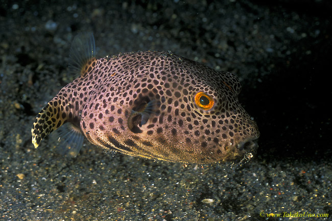 Starry Puffer 03 juv