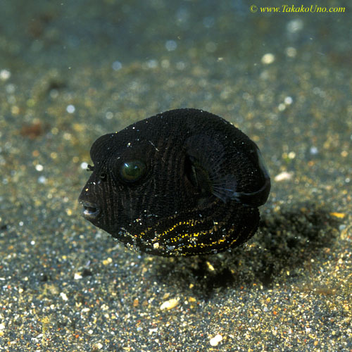 Starry Puffer 01 juv