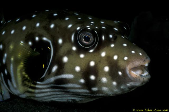 Star & Stripes Puffer 03 subadult