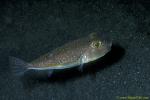 Yellow-striped Toadfish