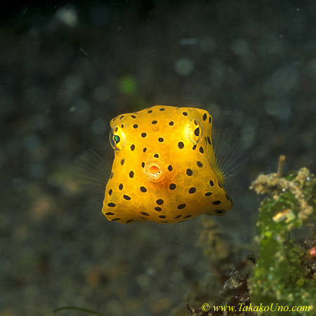 Yellow Boxfish 01 juv