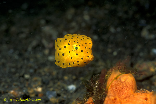 Yellow Boxfish 02 juv