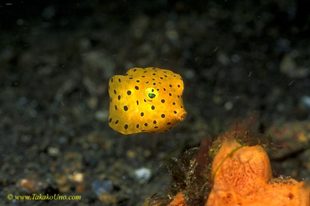 Yellow Boxfish 02 juv